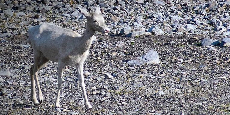 Рядка бяла кошута забелязана край язовир „Студен кладенец“