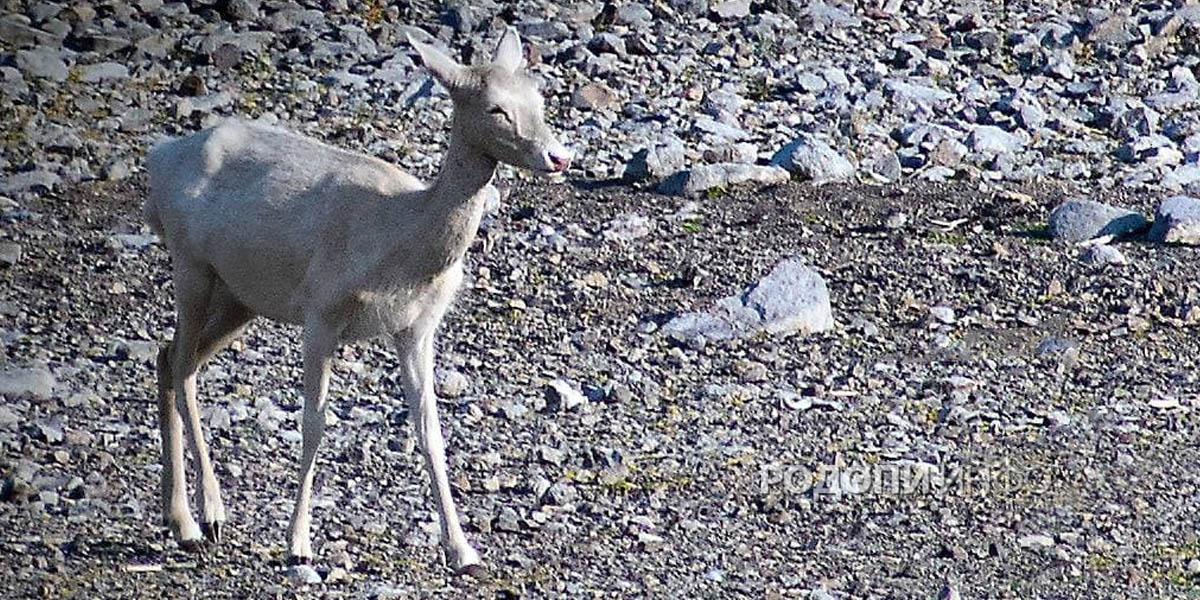 Рядка бяла кошута