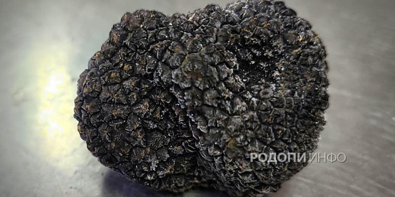 Родопите – скритата съкровищница на трюфели