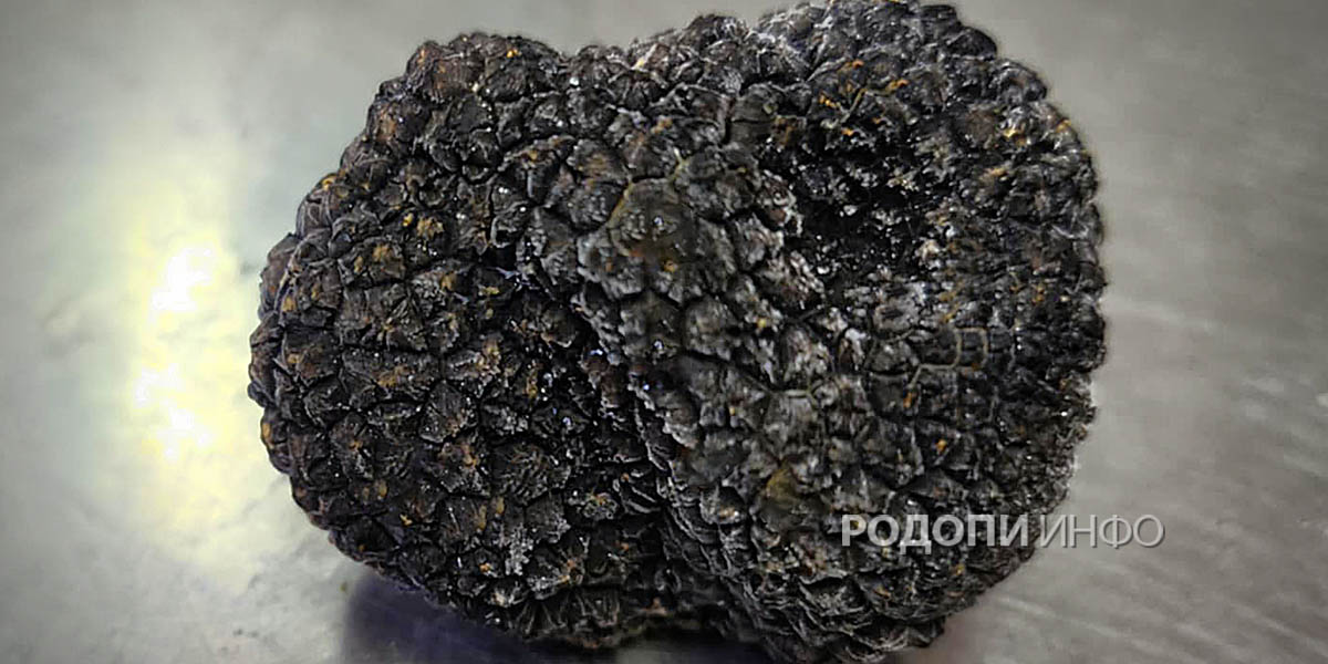 трюфели в Родопите